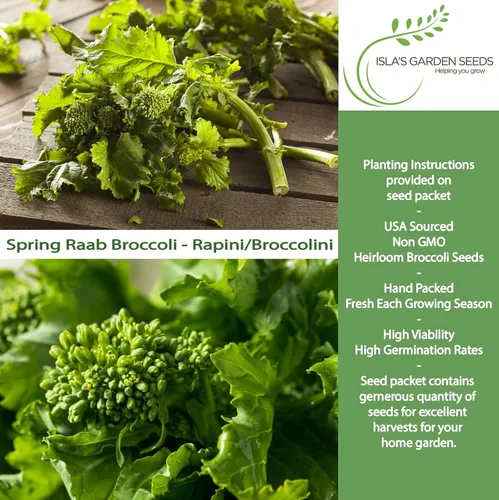 Miniatura 2 de Semillas de brócoli Raab Rapini de primavera, 300 semillas por paquete, semillas sin OMG, nombre botánico: Brassica oleracea, Isla's Garden Seeds
