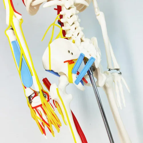 Miniatura 5 de EVOTECH SCIENTIFIC Mini modelo de esqueleto humano para anatomía, modelo de esqueleto humano de tamaño natural de 33.5 pulgadas, 1/2 con nervios