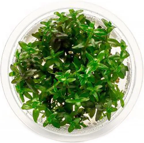 Miniatura 45 de Planta viva SubstrateSource - Hierba enana Eleocharis Belem cultivada en tejidos acuáticos para acuario - 100% libre de caracoles en copa in vitro