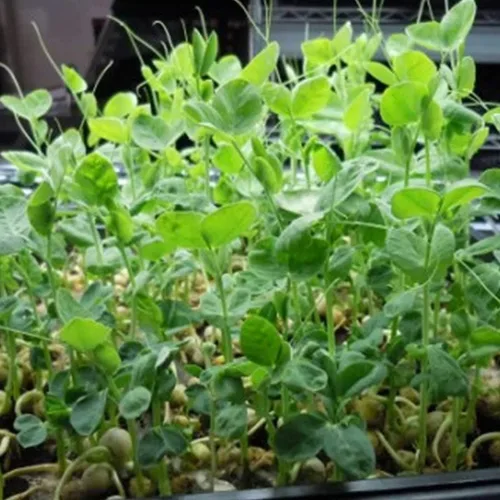 Miniatura 5 de Handy Pantry Brand - Semilla orgánica certificada para germinar guisantes verdes secos – 1 libra – Guisante verde para brotes, plantación de jardín