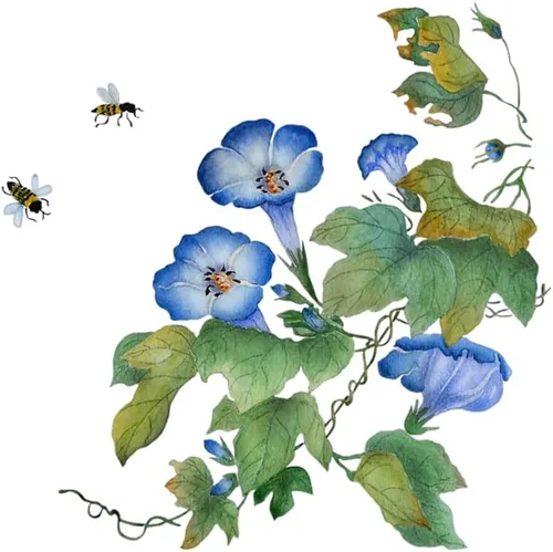 Miniatura 2 de Blue Morning Glory - Vid trepadora 300 semillas para plantar Hermosa vid en flor