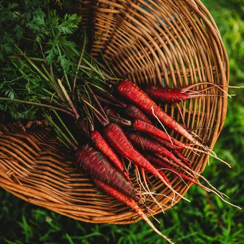 Miniatura 2 de Zanahoria roja dragón – 150 semillas – Variedad rara reliquia y polinizada abierta, semillas de vegetales sin OMG para plantar en interiores