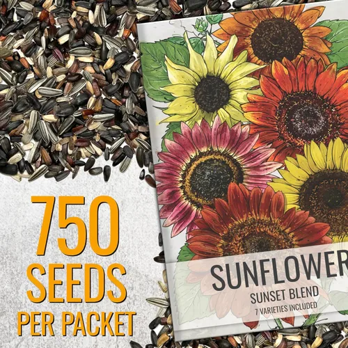 Miniatura 2 de Seed Needs Mezcla de semillas de girasol para plantar Sunset Blend 7 variedades Más de 750 semillas Helianthus Annuus Heirloom Open Polinated XL