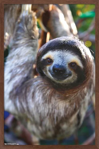 Miniatura 9 de Trends International Póster de pared de perezoso - Sonrisa, 14.725 x 22.375 pulgadas, versión enmarcada de madera de granero