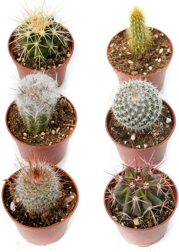 Miniatura 3 de Plantas de cactus vivas – Pequeño surtido de plantas de cactus de 2 pulgadas – Plantas de cactus en maceta completamente enraizadas – Juego