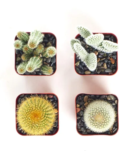 Miniatura 2 de Shop Succulents Colección Cool Cactus de plantas suculentas vivas, paquete variado seleccionado a mano de cactus Colección de 4