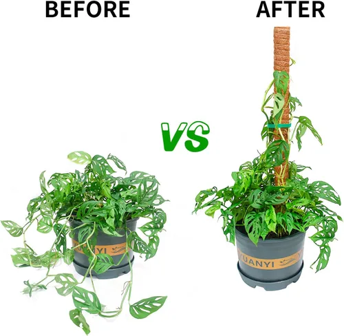 Miniatura 6 de JJGoo Poste de musgo para plantas Monstera, paquete de 2 postes de soporte para plantas de 23.6 pulgadas, poste de tótem de fibra de coco extensible