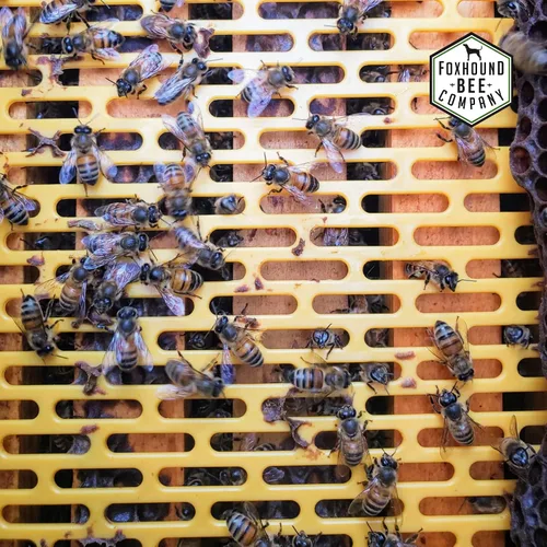 Miniatura 6 de Excluidor de plástico de 8 marcos para mantener a la reina separada de las cajas de miel en una colmena de abejas, paquete de 4
