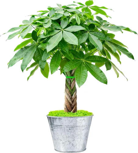 Sprout N Green Árbol de dinero pequeño con 5 trenzas de la suerte, planta viva con maceta de metal vintage, decoración para interiores, hogar,