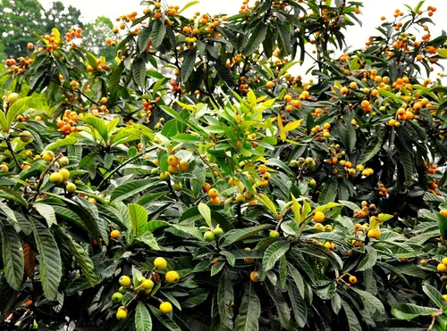 Miniatura 4 de TomorrowSeeds - Semillas de árbol de níspero - Más de 10 unidades - para plantar Eriobotrya Japonica Pipa china Biwa Bibasse Ciruela Nispero Fruta