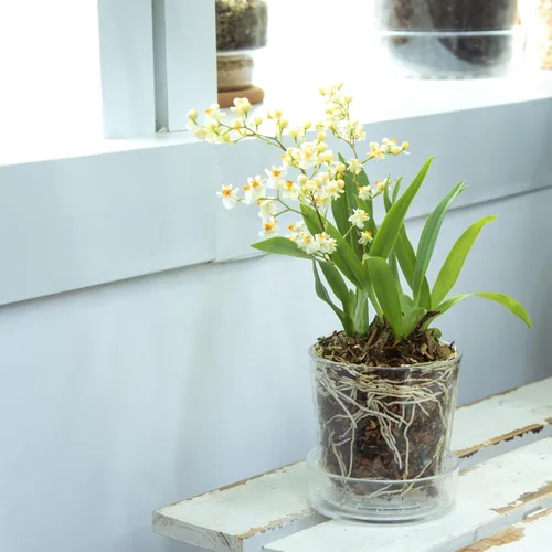 Miniatura 7 de Phoenix Vine Maceta de acrílico transparente de 3.5 pulgadas con bandeja, maceta de orquídeas con agujeros de drenaje, platillo profundo para riego