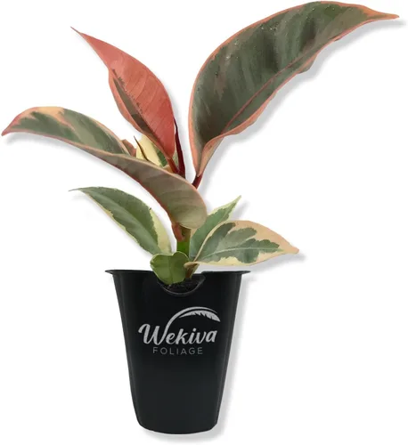 Miniatura 9 de Ficus Tree - Paquete de 5 plantas de inicio en macetas de 2 pulgadas, variedad de variedades, impresionante planta interior de fácil cuidado