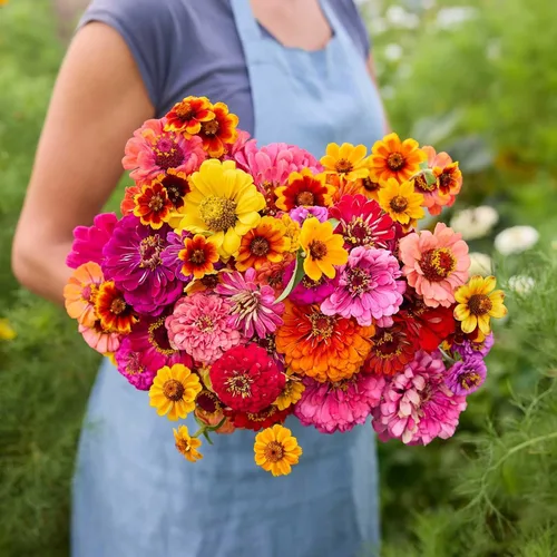 Miniatura 17 de Eden Brothers Crazy for Cosmos - Semillas mixtas de flores de cosmos para plantar, 50 lb, más de 24,000,000 semillas con Cosmos Gloria, Pinkie