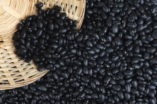 Frijol de arbusto de tortuga negra, plantas resistentes que crecen hasta 18-24 pulgadas, muy sabrosas (25 semillas)