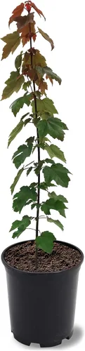 Miniatura 7 de American Plant Exchange Árbol de arce rojo grande de verano, maceta de 5 galones, 2-3 pies de alto, planta de jardín grande para exteriores