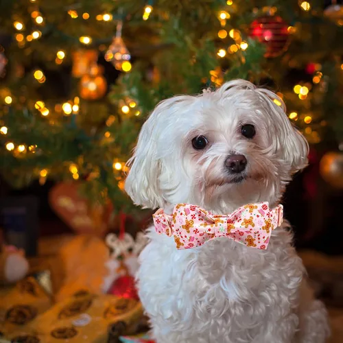 Miniatura 6 de Elegant little tail - Collar ajustable con corbatín para mascotas, diseño de hombre de jengibre, para perros medianos A: Hombre de pan de jengibre