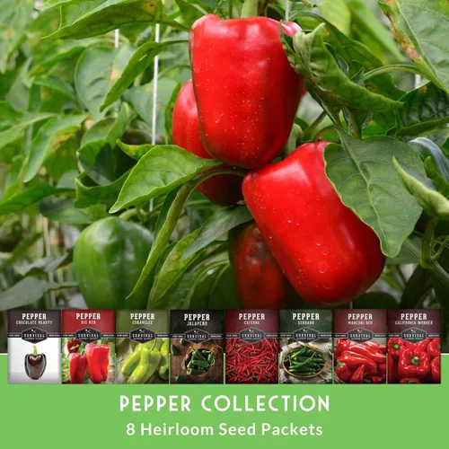 Miniatura 3 de 8 Colección de semillas de pimiento Variedades autóctonas – Marconi, Chocolate Beauty, Cayenne y más Semillas no transgénicas para plantar