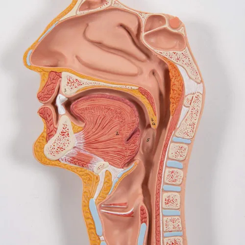 Miniatura 3 de 3B Scientific Sistema digestivo K21 3 parte - 3B Smart Anatomy