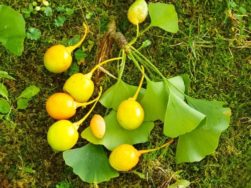 Miniatura 3 de TomorrowSeeds - Semillas de árbol de ginkgo biloba - Más de 15 unidades - para plantar culantrillo de culantrillo fósil plata, albaricoque, nuez