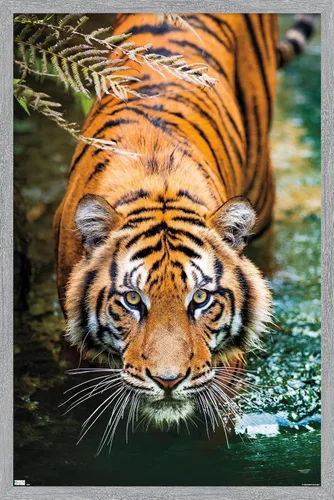 Miniatura 15 de Trends International Tiger - Póster de pared de agua, 14.725 x 22.375 pulgadas, versión enmarcada de madera de granero