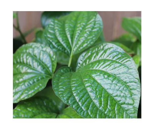 Piper Nigrum Peppercorn 10 semillas Cultiva tu propio enrejado de especias de pimienta negra o cestas Los granos de pimienta se pueden secar al sol