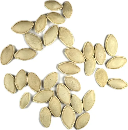 Miniatura 7 de Seed Needs Semillas de calabacín para plantar calabaza de verano Black Beauty, sin OMG, reliquia y sin tratar, rendimientos prolíficos de deliciosos