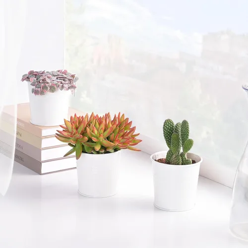 Miniatura 3 de Suculentas vivas Sedum Adolphi 'Firestorm' (10 cm), plantas suculentas totalmente enraizadas en macetas con tierra, planta de interior de fácil