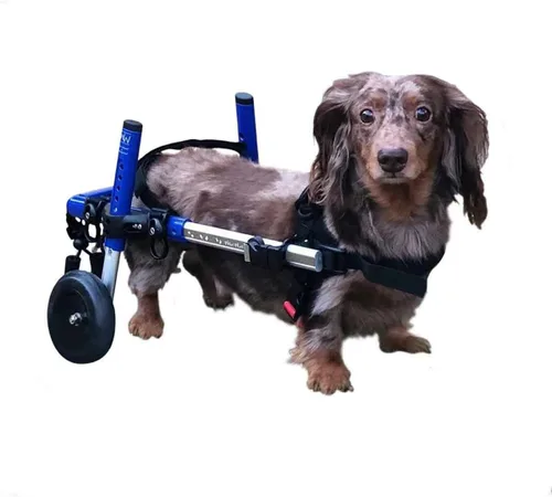 Miniatura 7 de Silla de ruedas Dachshund - para perros pequeños de 2 a 30 libras - Aprobado por veterinarios - Silla de ruedas para perros para patas traseras