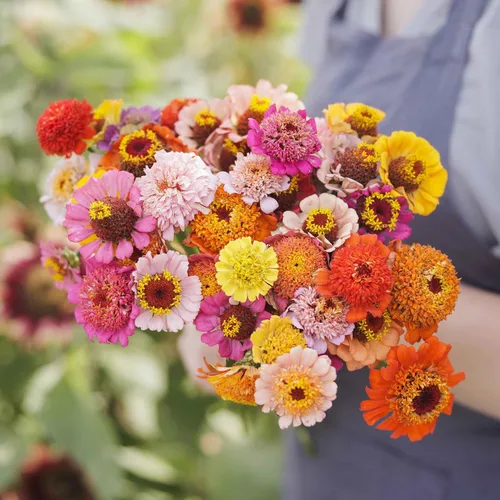 Miniatura 61 de Eden Brothers - Semillas de zinnia, cactus con flores, sin OMG, plantar en primavera, paquete, flores de bajo mantenimiento, zonas 3, 4, 5, 6, 7, 8