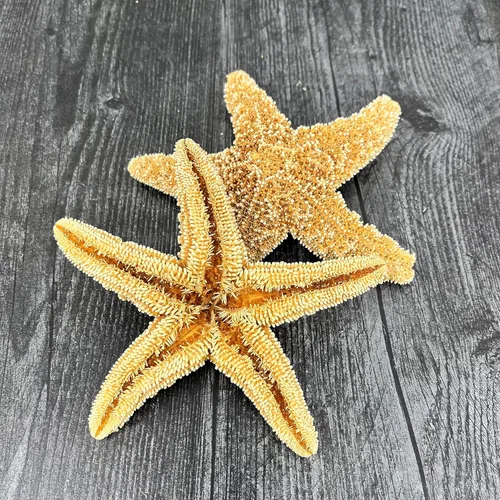 Miniatura 4 de Tumbler Home Decoración real de estrella de mar, 2 unidades, estrellas de mar grandes de 4 a 6 pulgadas para manualidades, decoración de casa