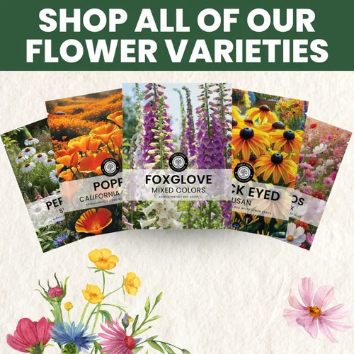 Miniatura 6 de Foxglove - Colores mixtos - 2,000 semillas para plantar - Temporada 2026 - Bolsa de 1/2 onza