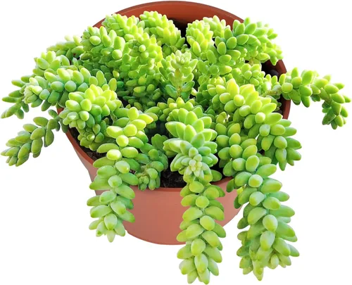 Miniatura 17 de Suculentas vivas Othonna Capensis Collar de Rubí (4 pulgadas), plantas suculentas totalmente enraizadas en macetas con tierra, planta