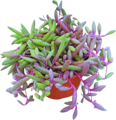 Suculenta Viva Othonna Capensis Collar de Rubí de 4 pulgadas, Plantas Suculentas Vivas, Plantas Suculentas Totalmente Enraizadas, Planta de Interior