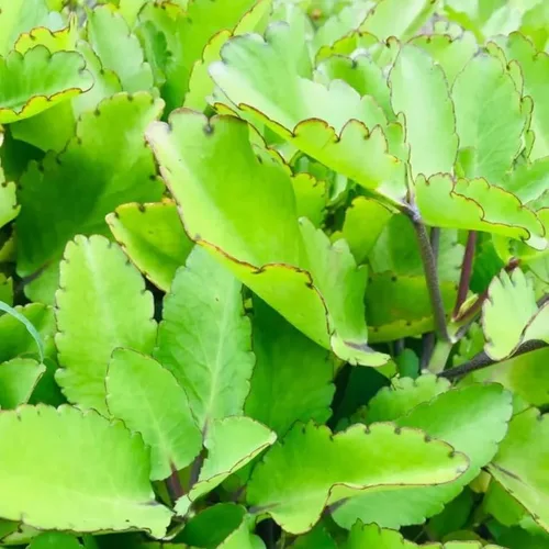 Miniatura 5 de Kalanchoe Pinnata Planta viva, planta Kalanchoe viva, 4-8 pulgadas de alto, en maceta de 4 pulgadas, planta viva suculenta Kalanchoe para plantar