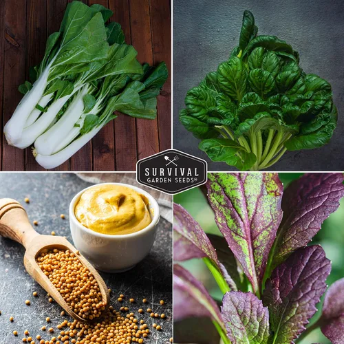 Miniatura 4 de Semillas de color verde mostaza para plantar, paquete variado de 4 hojas verdes tradicionales Tatsoi, Southern Giant, Giant Red, Pak Choi Mustard