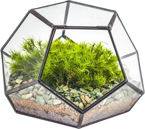 NCYP Terrario geométrico de vidrio pequeño con puerta, 7.1 x 7.1 x 4.7 pulgadas, maceta cerrada con pentágono negro para suculentas, plantas de