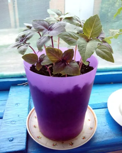 Miniatura 2 de Semillas de albahaca morada de interior sin OMG hierbas para plantar