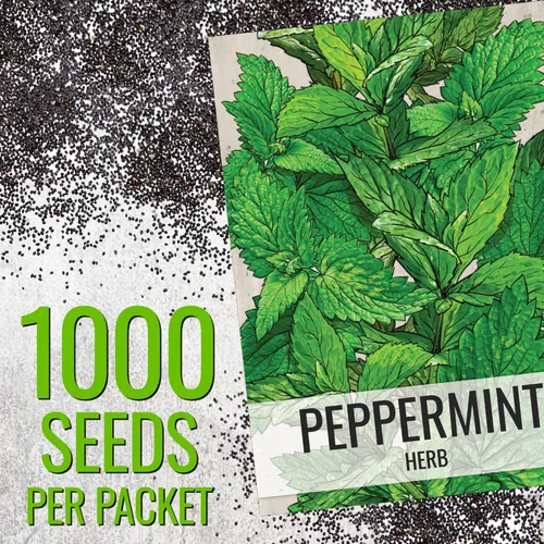Miniatura 3 de Seed Needs, Semillas de menta – 1000 semillas tradicionales para plantar Mentha piperita – Hierba medicinal/culinaria, sin OMG y sin tratar – Ideal