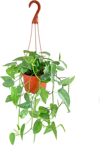 Miniatura 17 de Shop Succulents - Planta colgante Monstera Adansonii, planta de interior viva, planta colgante de queso suizo de fácil cuidado para el hogar
