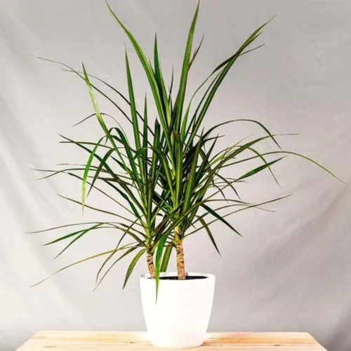 Miniatura 3 de Dracaena Colorama - Planta viva para interior Diferentes plantas de interior en maceta de 4 y 6 pulgadas Planta de casa real para sala de estar
