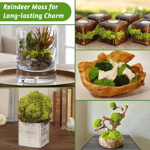 Miniatura 3 de Musgo de reno amarillo preservado de 3.5 onzas para plantas en maceta, decoración artesanal para arte de pared, musgo falso para decoración