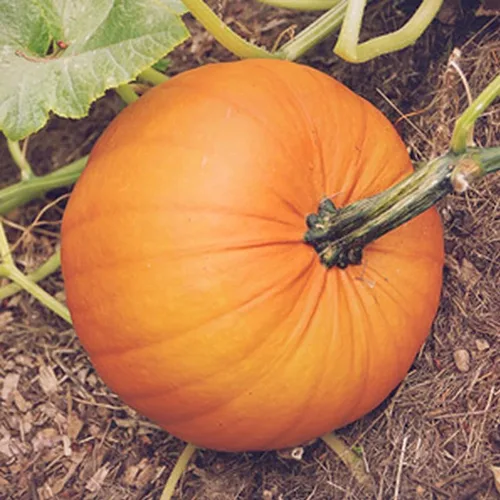 Semillas vegetales Mammoth Gold Pumpkin (Cucurbita Maxima), tamaño extragrande, carne gruesa y duradera, comestibles y versátiles, de alto