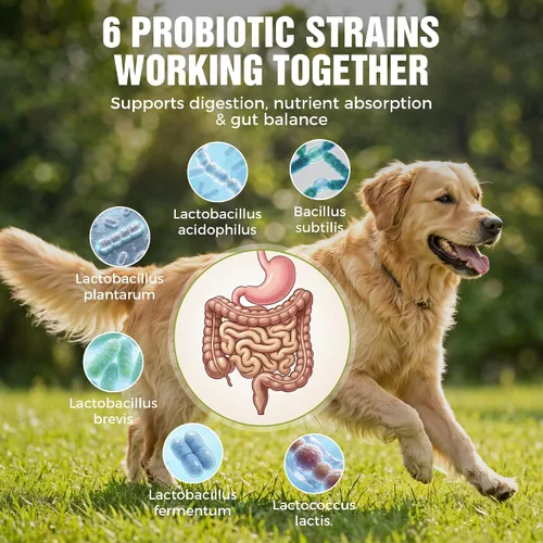 Miniatura 4 de Probióticos para perros: 2 mil millones de UFC masticables para la salud intestinal y digestiva, alivia la diarrea, los gases y las heces sueltas, 6