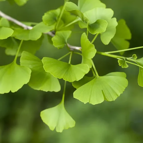 Miniatura 5 de Perfect Plants Árbol de Ginkgo de 5 galones Árbol vivo para paisajismo Árbol de sombra y colores otoñales