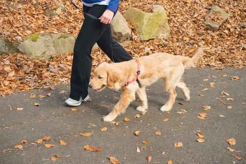 Miniatura 3 de PetSafe Arnés Deluxe Easy Walk – Arnés de pecho para perro de confianza del entrenador con diseño de bucle Martingala transpirable – Ayuda a dejar