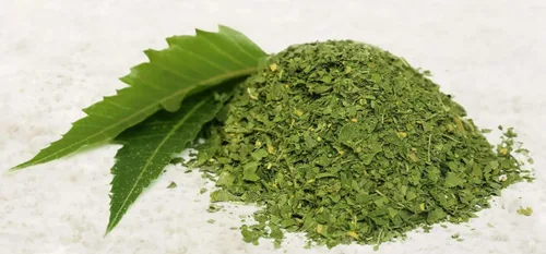 1107-Stevia, Hierba (Stevia rebaudiana) Semillas por Robsrareandgiantseeds UPC0764425787020 Sin OMG, orgánico, cultivador estadounidense,