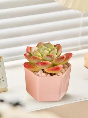 Miniatura 4 de Echeveria - Plantas suculentas vivas raras de color verde hielo, planta viva rosa de 1 cabeza de 3.5 pulgadas, paquete sin maceta y tierra