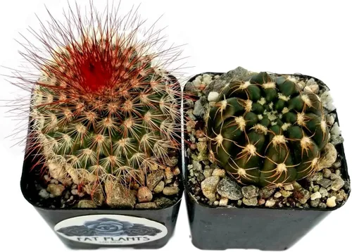 Miniatura 9 de Fatplants - Mini plantas de cactus vivas (paquete de 4), plantas de cactus de interior, plantas de cactus vivos, decoración de cactus vivos, plantas
