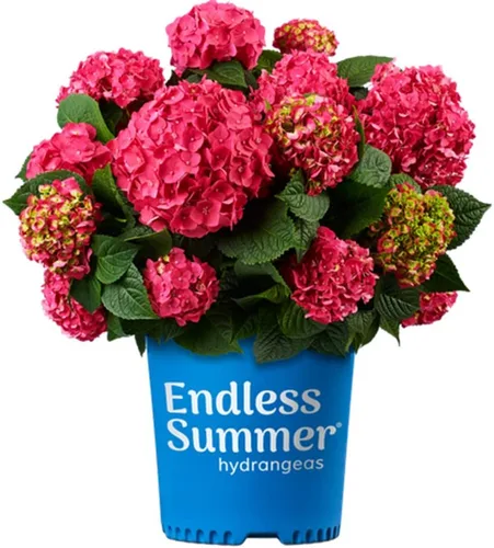 Miniatura 9 de Blooming & Beautiful - BloomStruck Hortensia de hoja grande - Verano sin fin - 3 galones - Mophead refloreciente rosa, azul y morado florece