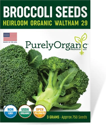 Semillas de brócoli puramente orgánicas (Waltham 29) – Aproximadamente 750 semillas – USDA Orgánico, sin OGM, polinización abierta, herencia, origen